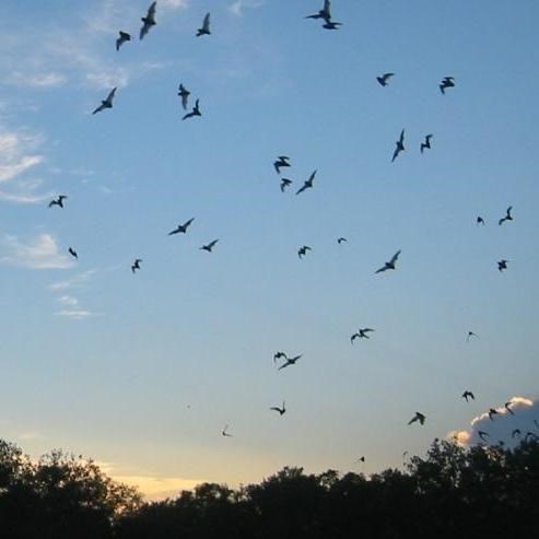 Hundreds of bats silhouetted against an early sunset