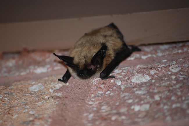 A light brown bat with a dark face, ears and wings hanging on a wall