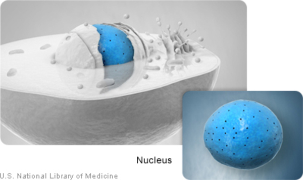 The nucleus is the central structure in a cell.