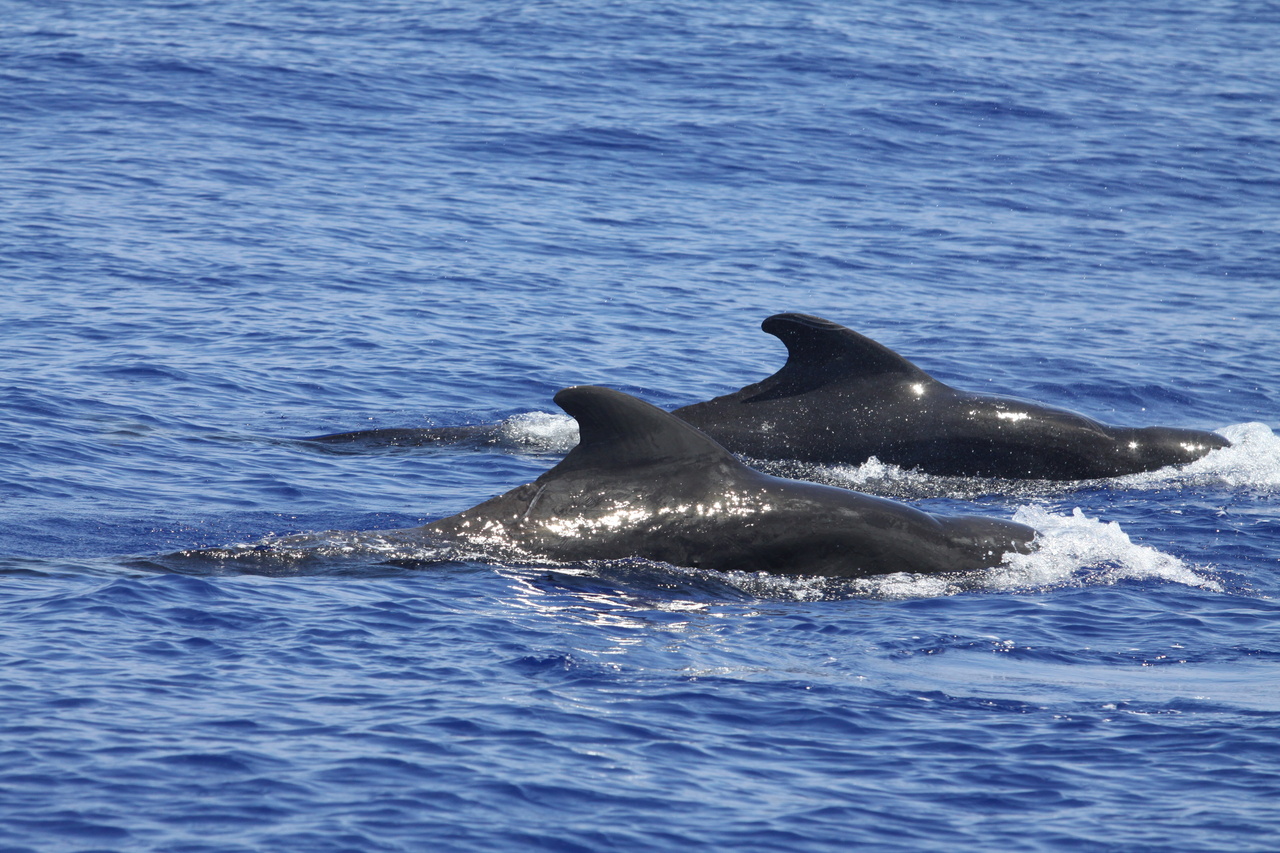 Short-finned pilot whales at the surface