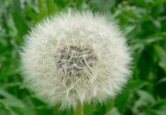 Part A shows a dandelion flower that has seeded.
