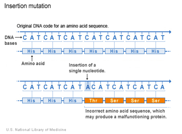 Insertion of a single nucleotide in the DNA sequence leads to an incorrect sequence of amino acids, which may produce a malfunctioning protein.
