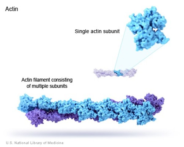 An actin filament consisting of multiple subunits.