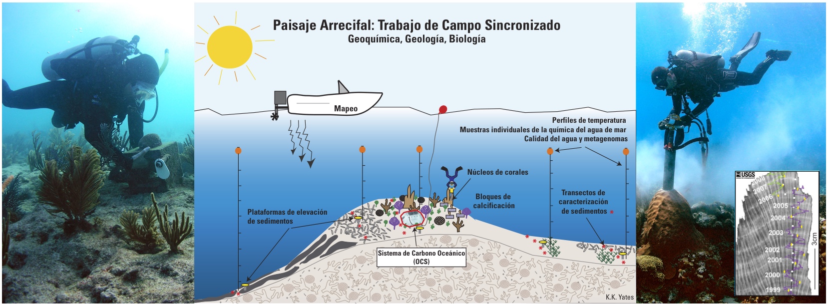 Tres paneles: un buzo trabajando junto a una estación de monitoreo en el fondo; un diagrama del trabajo de campo con mapeo desde una lancha, perfiles de temperatura, núcleos de coral, bloques de calcificación, plataformas de elevación de sedimentos y el Sistema de Carbono Oceánico; y un buzo perforando una cabeza de coral, con una radiografía del coral y sus bandas anuales