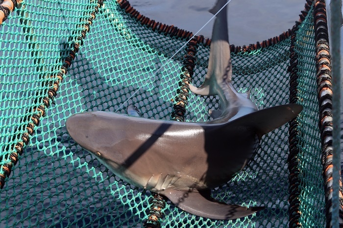 The crew raising a sandbar shark in the landing sling