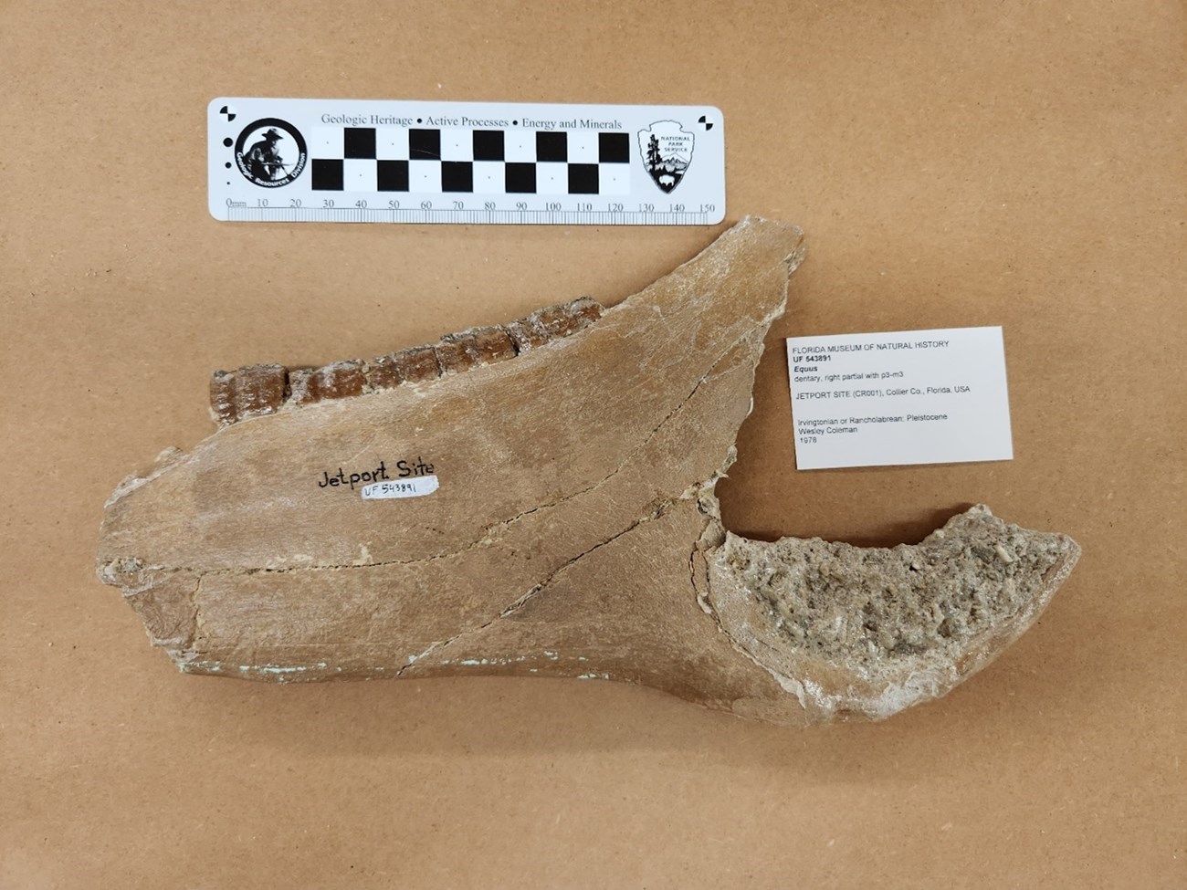 Partial fossil horse jaw beside a scale ruler