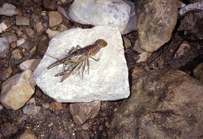 A crayfish on a flat rock beside a stream