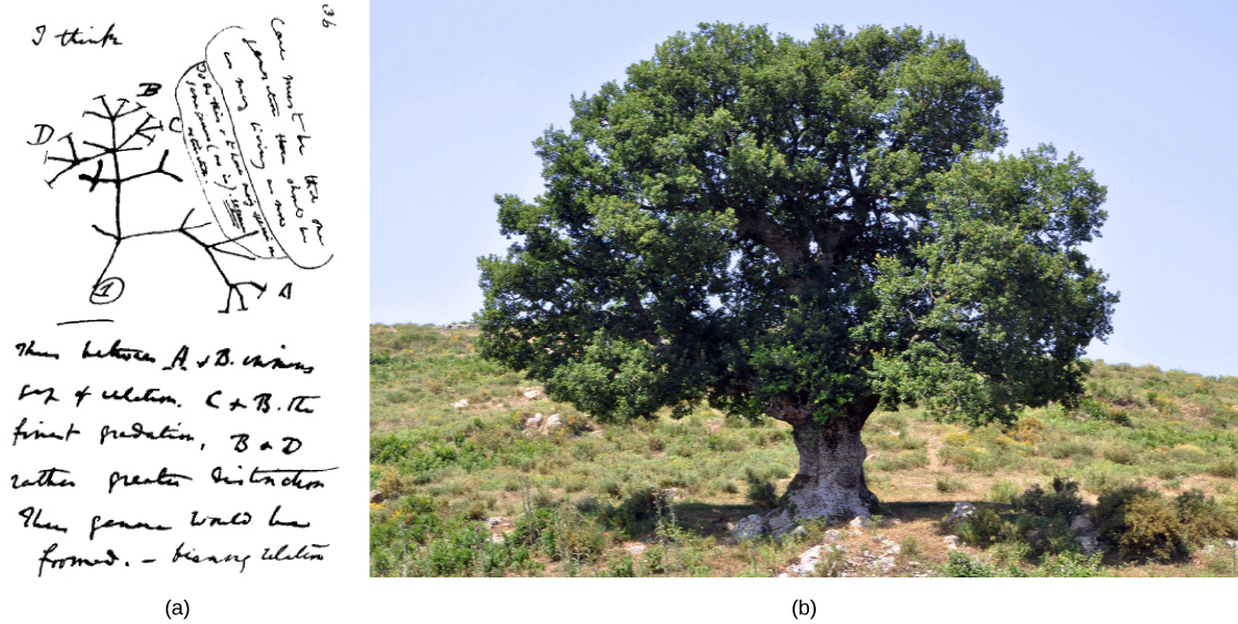 Image a shows Charles Darwin’s sketch of lines branching, like those on a tree. Photo b shows a photo of an oak tree with many branches.