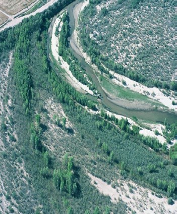 Aerial view of bands of tamarisk and native trees along a river.