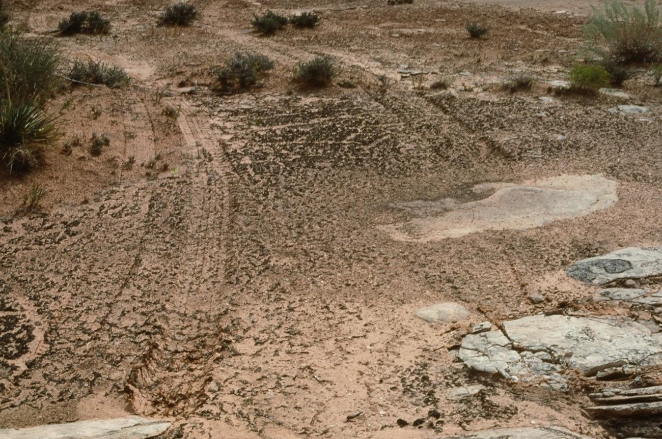 Tire tracks cutting across and crushing a desert soil crust.