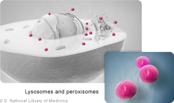 Lyosomes are cell structures in the cytoplasm.