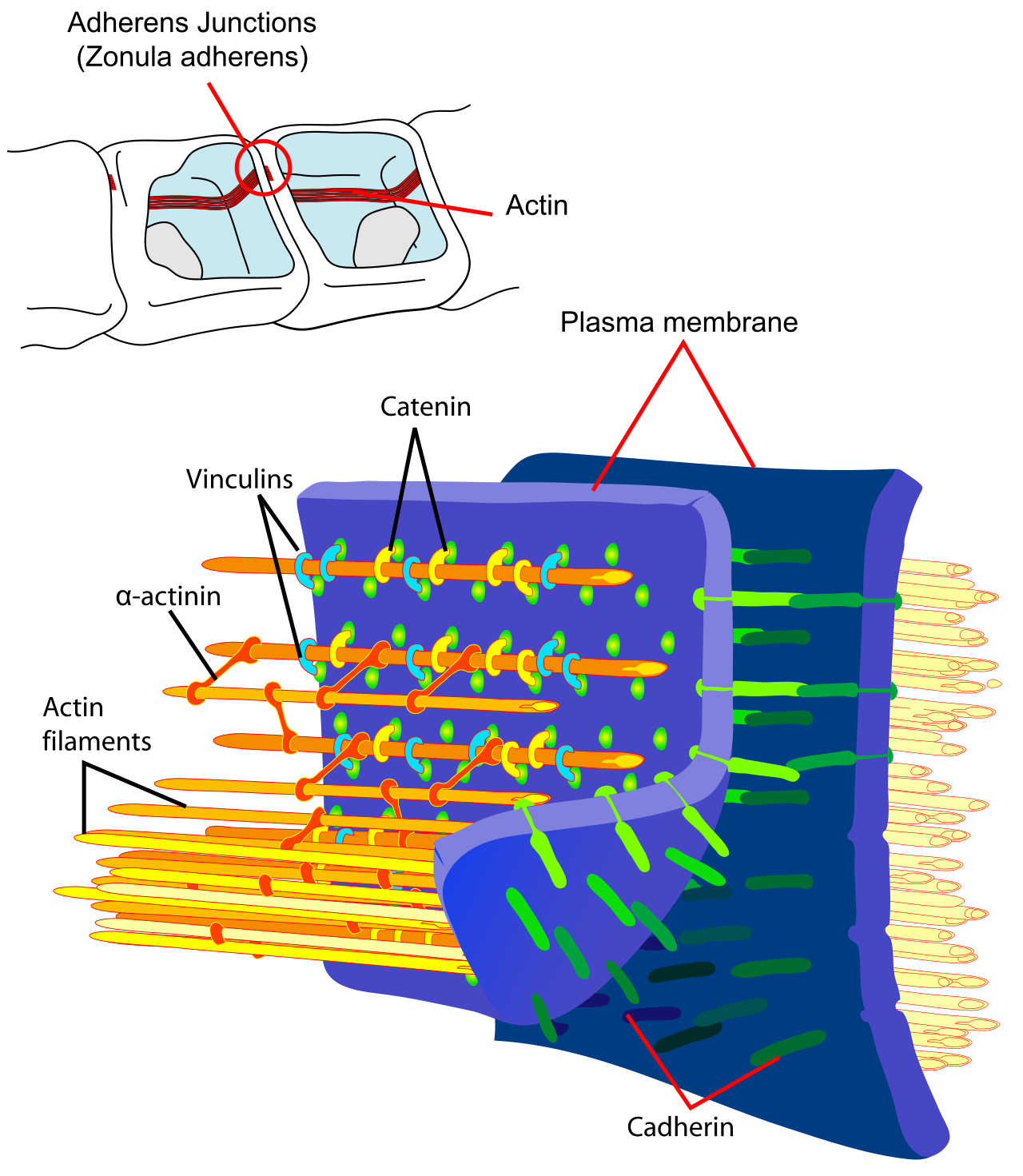 Adherens Junctions structural proteins