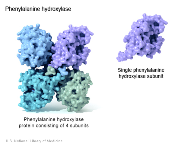 The phenylalanine hydroxylase protein consists of four subunits.