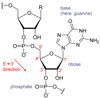RNA