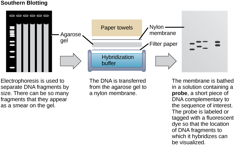 In Southern blotting, DNA is separated on the basis of size by agarose gel electrophoresis. The fragments run through the gel from top to bottom. In the gel shown in this figure, there are so many DNA fragments they appear as a smear in each lane. The DNA from the gel is transferred to a nylon membrane. To do so, the gel is sandwiched between filter paper and the membrane and placed in hybridization buffer. Paper towels above the gel wick up the moisture and assist in the transfer. The nylon membrane is then incubated with a radioactively or fluorescently labeled probe that is complementary to the sequence of interest. Discrete bands appear where the sequence of interest is located.