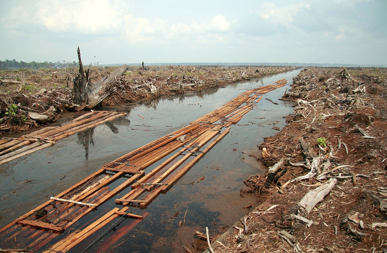 Deforestation for Palm Oil plantations.