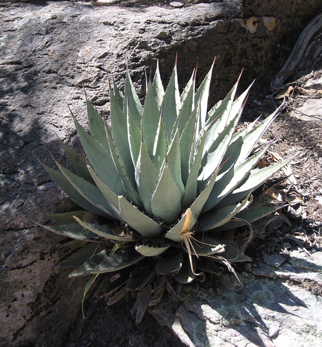 A large agave plant with thick, thorny, spear-like leaves.