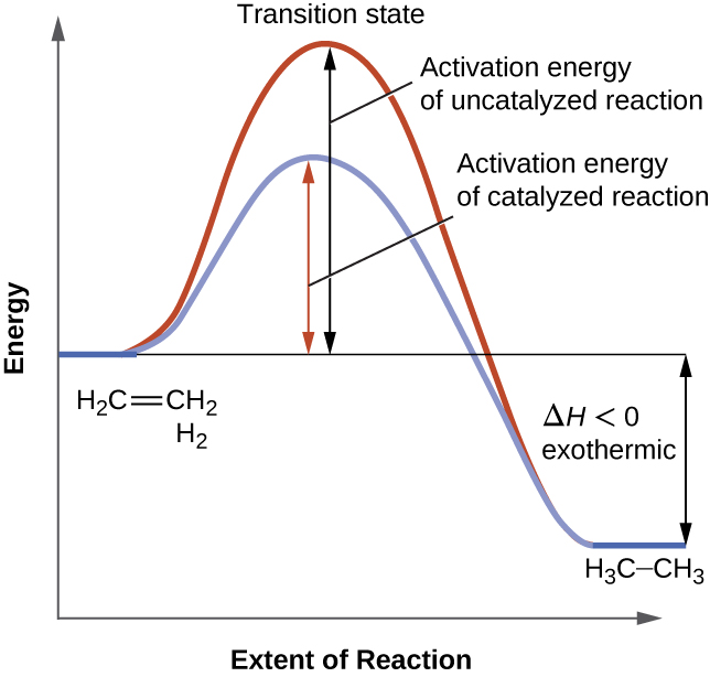 A graph is shown with the label, “Reaction coordinate,” on the x-axis and the label,“Energy,” on the y-axis. Approximately half-way up the y-axis, a short portion of a black concave down curve which has a horizontal line extended from it across the graph. The left end of this line is labeled “H subscript 2 C equals C H subscript 2 plus H subscript 2.” The black concave down curve extends upward to reach a maximum near the height of the y-axis. The peak of this curve is labeled, “Transition state.” A double sided arrow extends from the horizontal line to the peak of the curve. This arrow is labeled, “Activation energy of Uncatalyzed reation.” From the peak, the curve continues downward to a second horizontally flattened region well below the origin of the curve near the x-axis. This flattened region is shaded in blue and is labeled “H subscript 3 C dash C H subscript 3.” A double sided arrow is drawn from the lowers part of this curve at the far right of the graph to the line extending across the graph above it. This arrow is labeled, “capital delta H less than 0 : exothermic.” A second curve is drawn with the same flattened regions at the start and end of the curve. The height of this curve is about two-thirds the height of the first curve. A double sided arrow is drawn from the horizontal line that originates at the left side of the graph to the peak of this second curve. This arrow is labeled, “Activation energy of catalyzed reaction.”