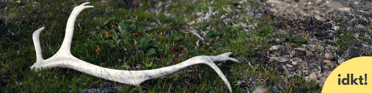 A shed antler lying in grass.