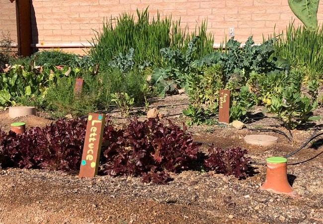 A thriving vegetable garden with clay ollas set in the soil