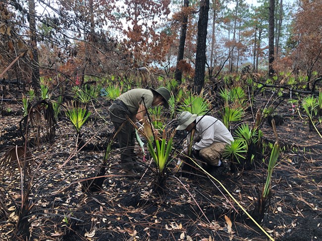 Two people crouched among young saw palmettos on burned ground in a pine forest
