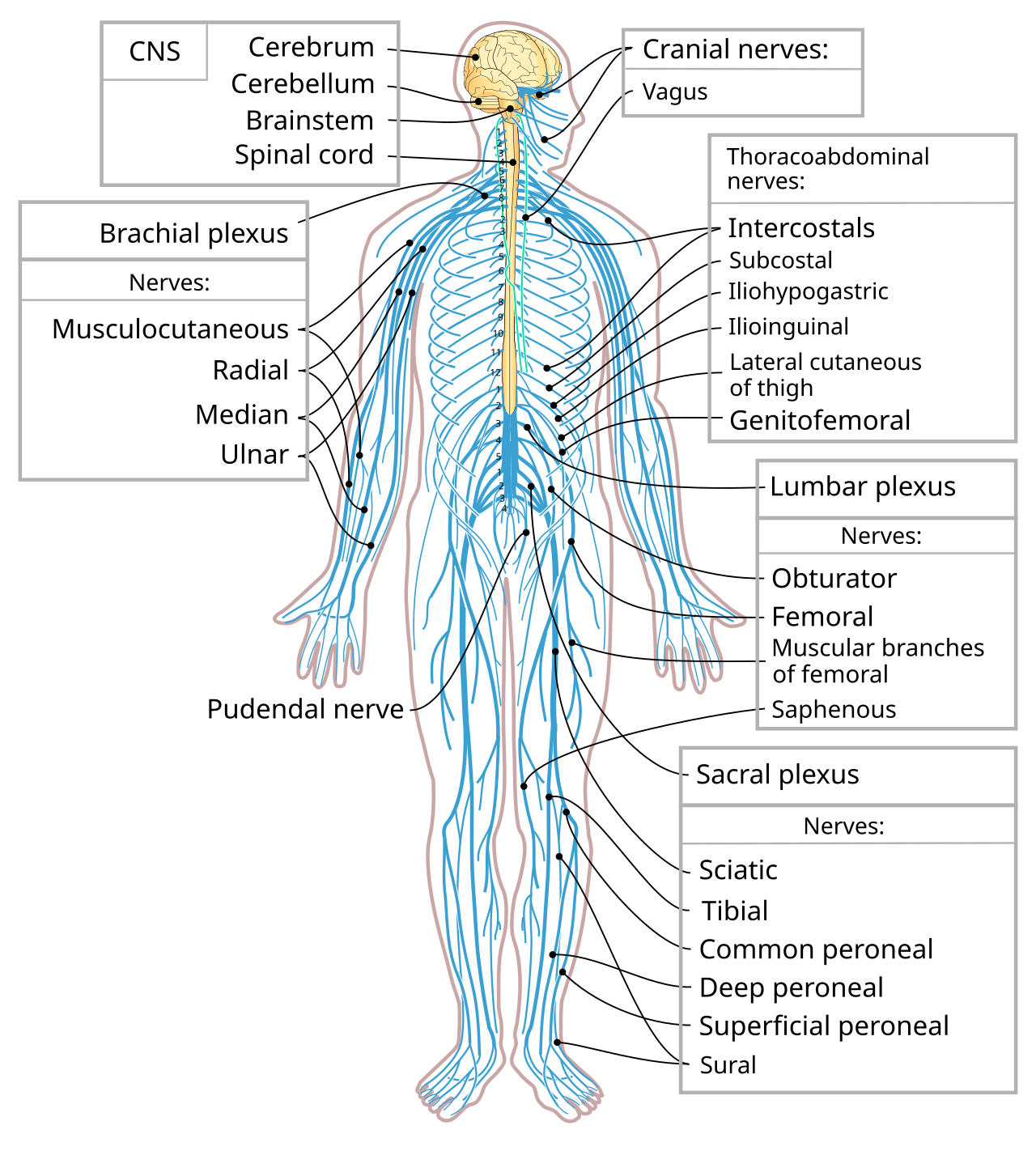 The human nervous system.
