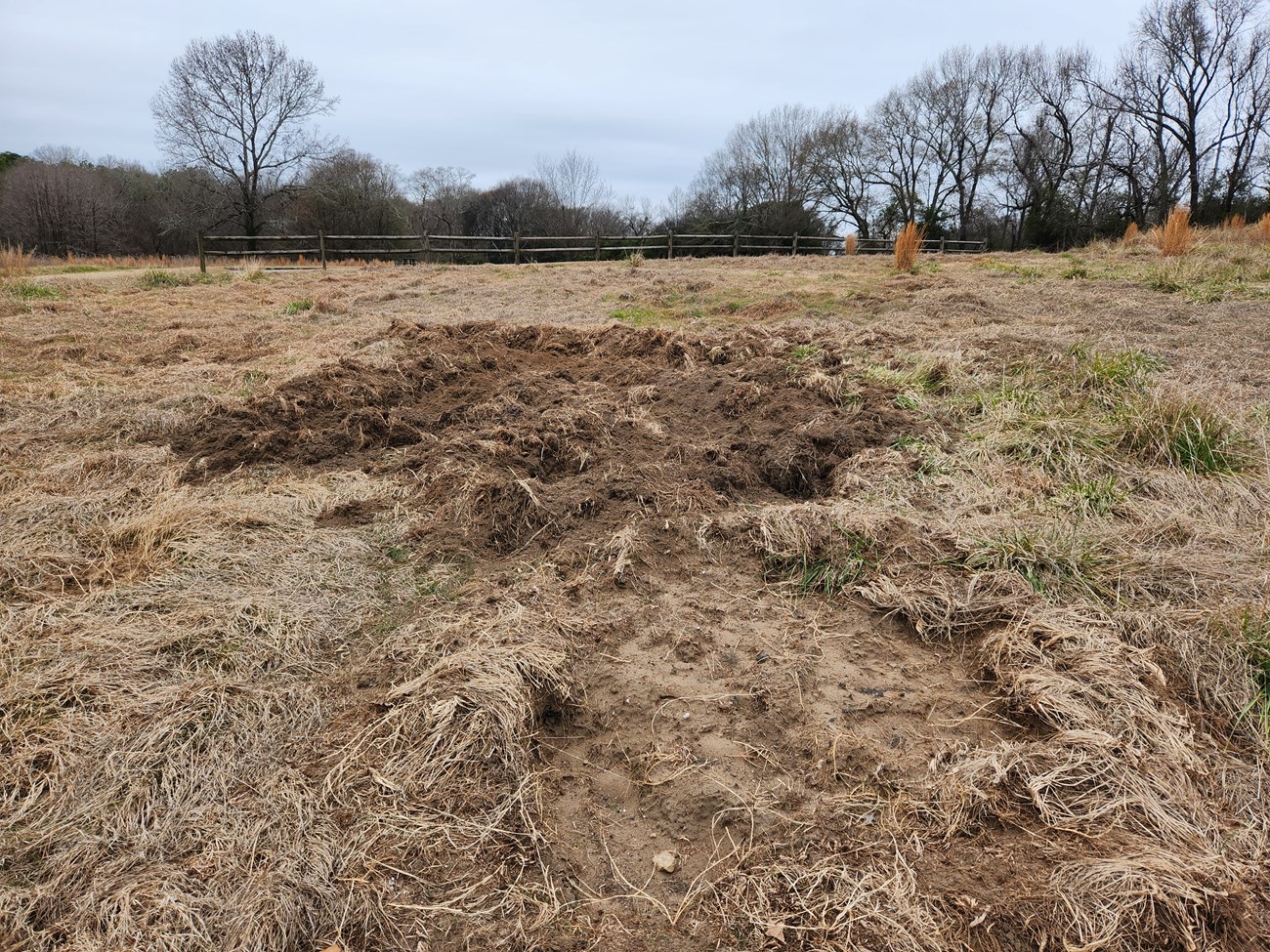 Grass dug up and trampled in a field.