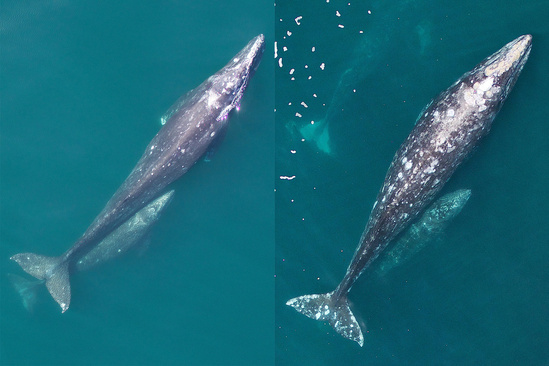 gray-whale-comparison.jpg