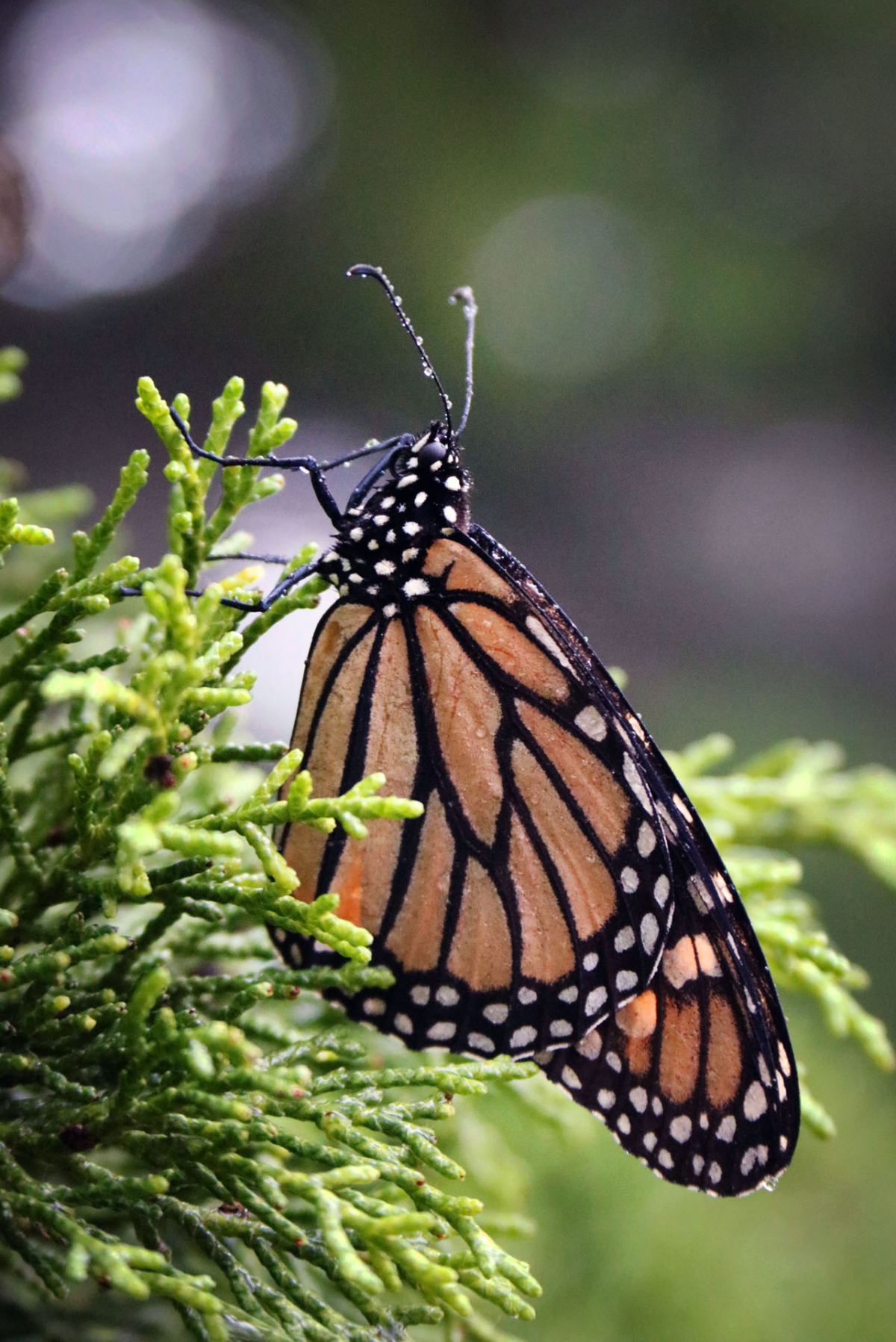 A monarch gripping a cedar branch