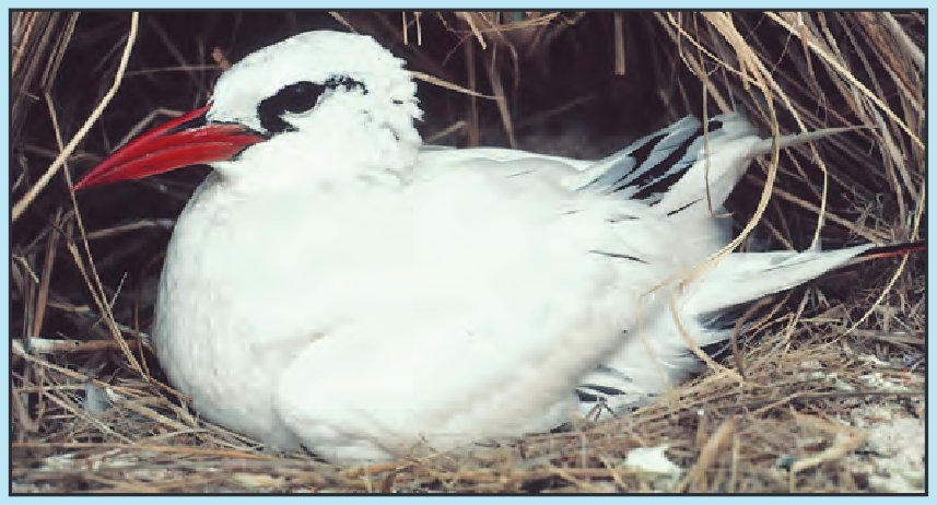 U.S. Geological Survey (USGS) Western Region: Seabirds coastal and ocean science