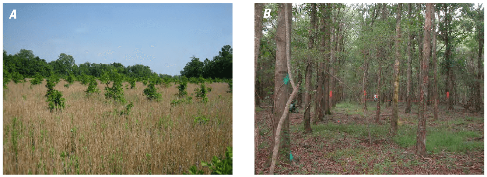 Afforestation of marginal cropland designed to restore wildlife habitat and sequester carbon.