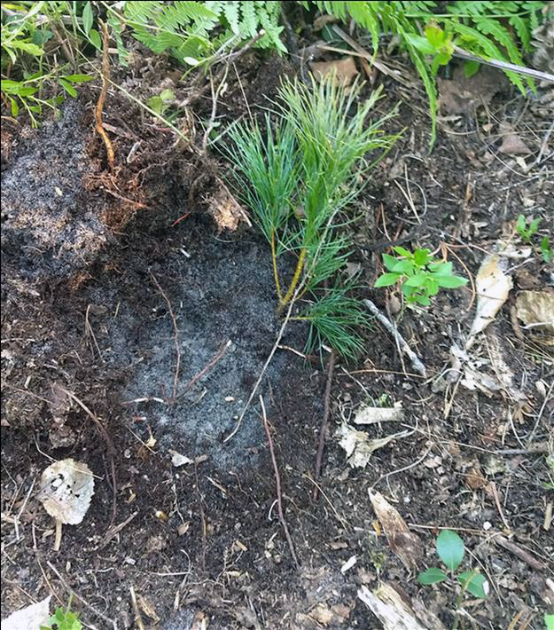 Treeling planted in the soil