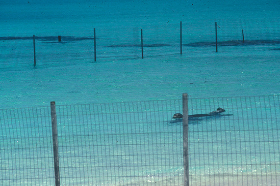 A monk seal swimming in a pen at the shoreline