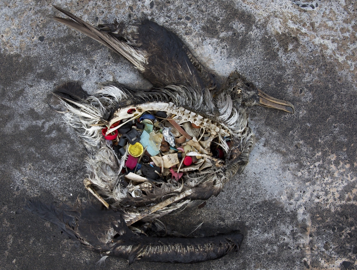 The remains of an albatross chick full of plastic pieces