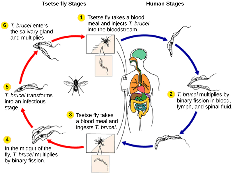 The life cycle of T. brucei begins when the tetse fly takes a blood meal from a human host, and inject the parasite into the bloodstream. T. brucei multiplies by binary fission in blood, lymph and spinal fluid. When another tsetse fly bites the infected person, it takes up the pathogen, which then multiplies by binary fission in the fly’s midgut. T. brucei transforms into an infective stage and enters the salivary gland, where it multiplies. The cycle is completed when the fly takes a blood meal from another human.