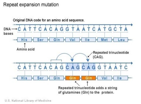 A trinucleotide (CAG) is repeated multiple times in a DNA sequence, adding a string of glutamines to the protein.