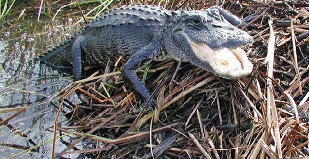 An American alligator lying on a nest of dry sawgrass beside the water