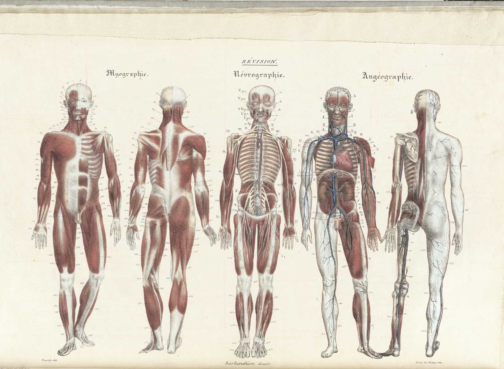 Plate 15 of Jean-Baptiste Sarlandière's Anatomie méthodique, ou Organographie humaine en tableaux synoptiques, avec figures, featuring front and back views of myopgrahie, neurographie and angeographie or the muscles, nerves and blood vessels of the body.