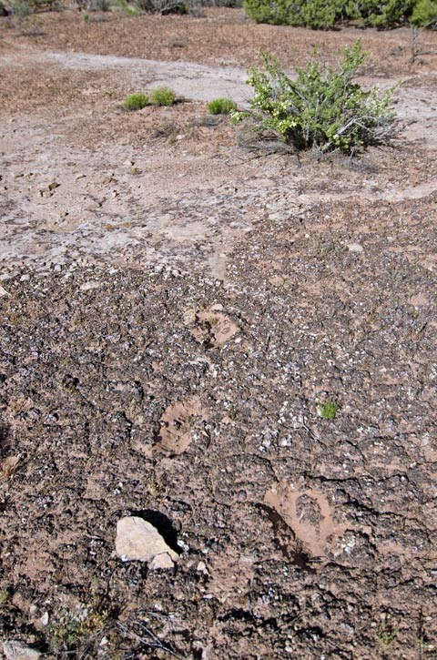 Soil crust broken by footprints