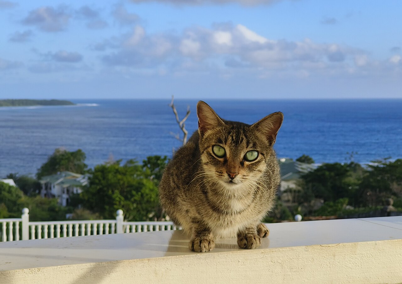 银山的猫猫
