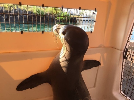 960x720-Hawaiian-monk-seal-pup-rescued.jpg