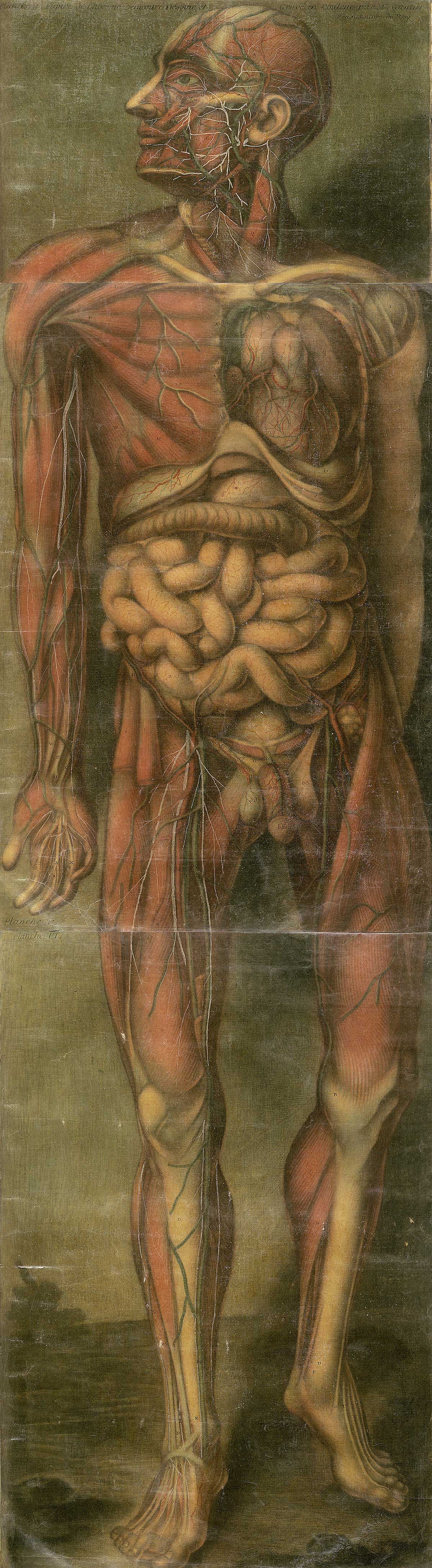 A large color print of a standing man with the flesh removed to show muscles, vessels and organs, head turned in profile