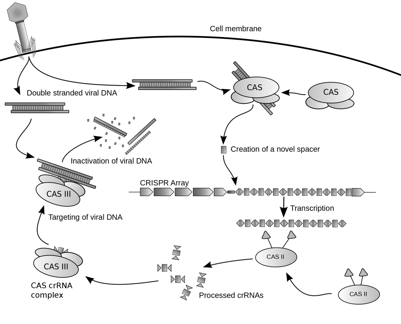 Possible mechanism for CRISPR