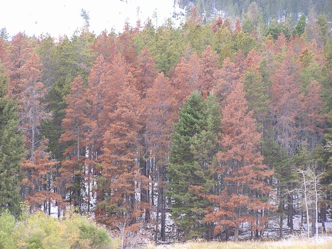Color photograph of forest trees with red-colored dead trees interspersed with green-colored live trees.