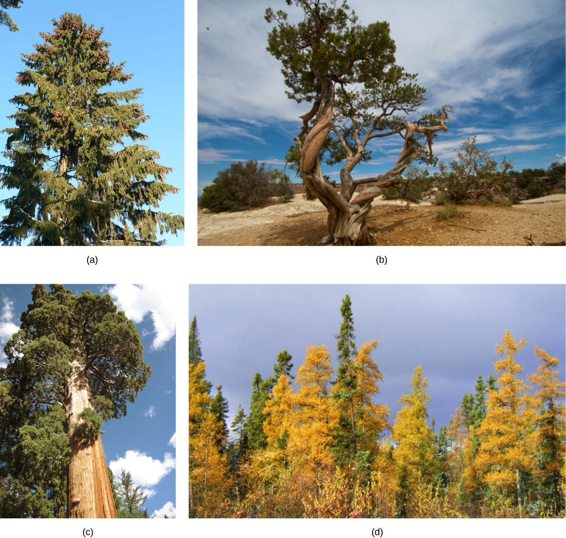 Photo A shows a juniper tree with a gnarled trunk. Photo B shows a sequoia with a tall, broad trunk and branches starting high up the trunk. Photo C shows a forest of tamarack with yellow needles.. Photo D shows a tall spruce tree covered in pine cones. Photo B. Photo C Part D