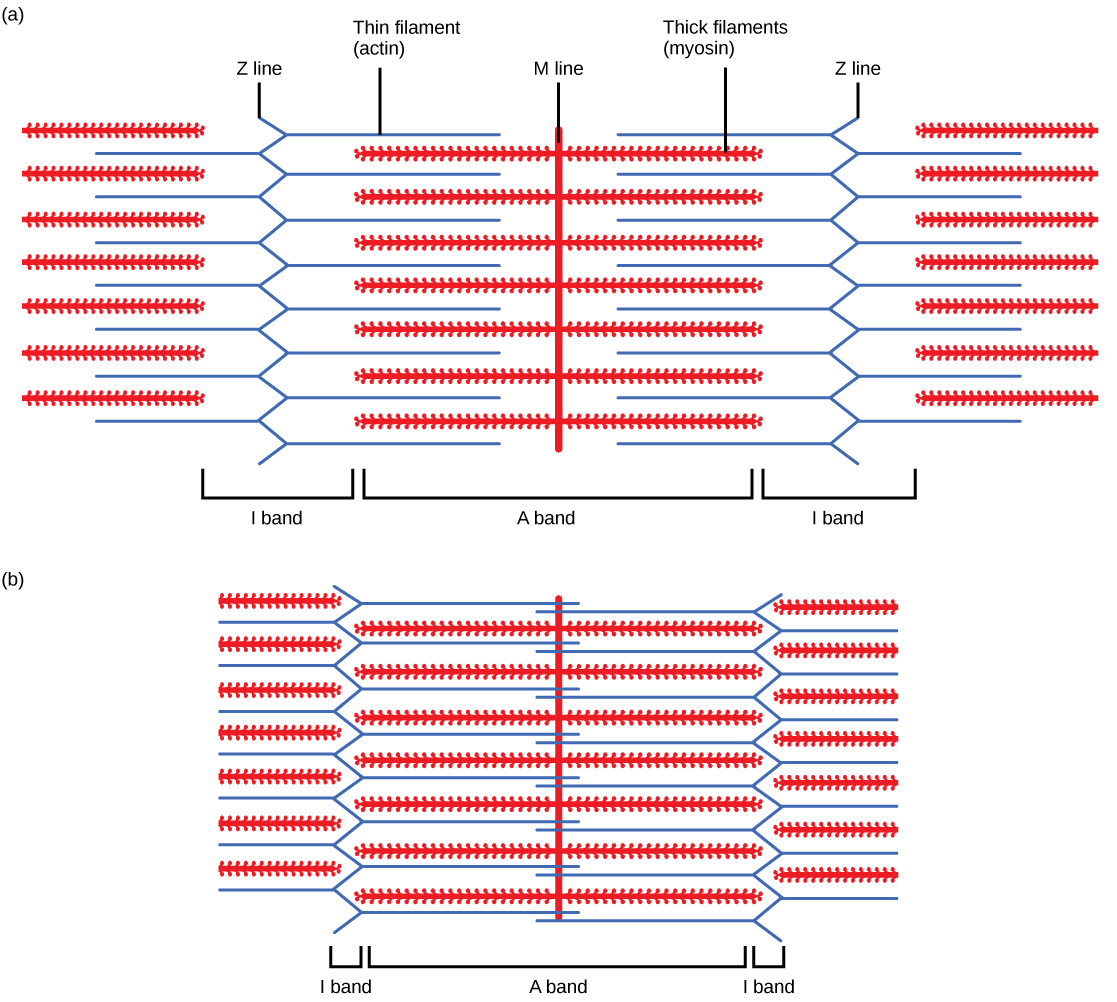 Part A of the illustration shows a relaxed muscle fiber. Two zigzagging Z lines extend from top to bottom. Thin actin filaments extend left and right from each Z line. Between the Z lines is a vertical M line. Thick myosin filaments extend left and right from the M line. The thick and thin filaments partially overlap. The A band represents the length that the thick filaments extend from both sides of the M line. The I band represents the part of the thin filaments that does not overlap with the thick filaments. Part B shows a contracted muscle fiber. In the contracted fiber, the thick and thin filaments completely overlap. The A band is the same length as in the uncontracted muscle, but the I band has shrunken to the width of the Z line.
