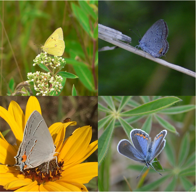 Four butterflies: clouded sulphur, eastern tailed blue, gray hairstreak and Karner blue.