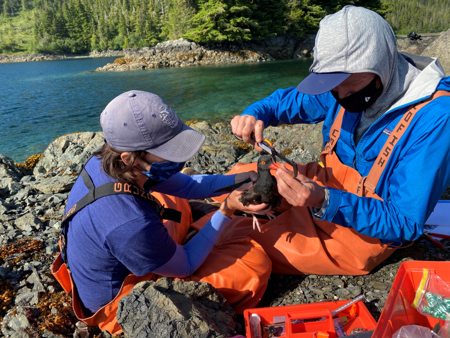 Two researchers in orange waders sit on a rocky shore holding a black oystercatcher, with sampling boxes beside them and a forested cove behind.