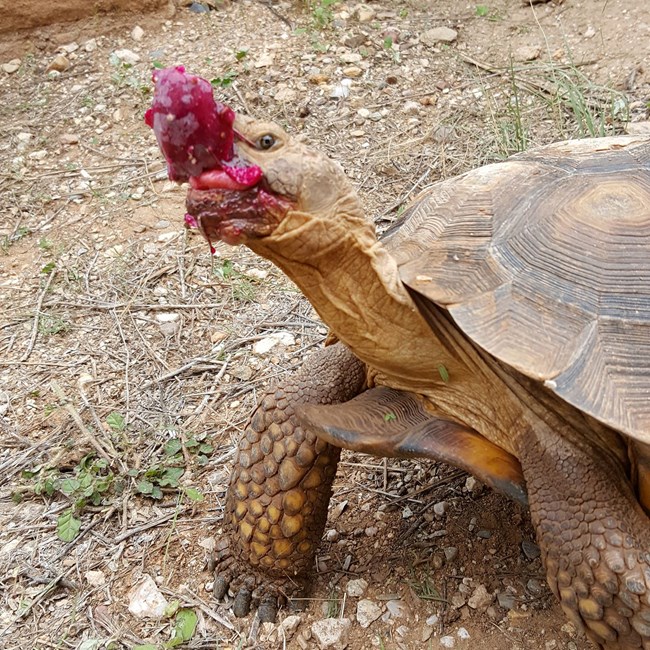 Boss Pinkley the desert tortoise eating a prickly pear fruit