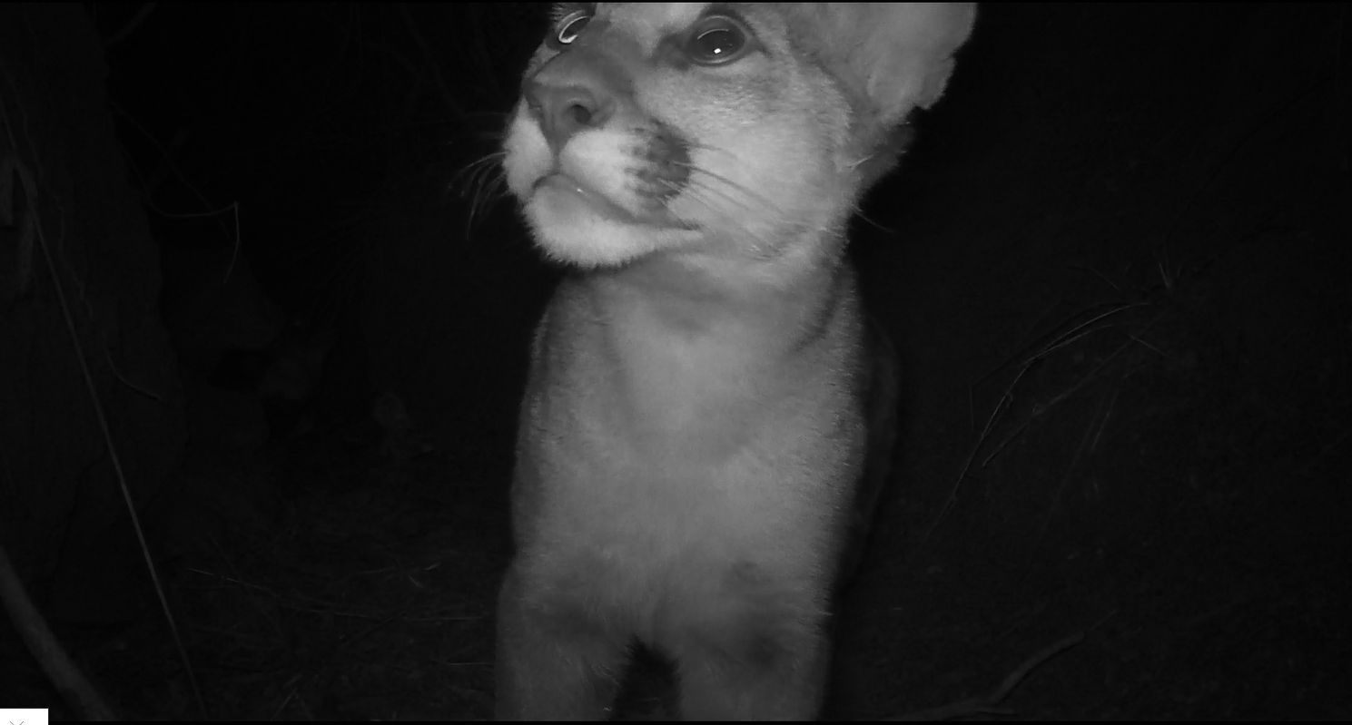 Puma Profiles: P-98, the Mountain Lion That Attacked a Child in Calabasas